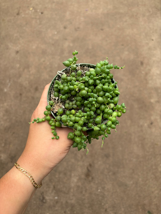 String of Pearls