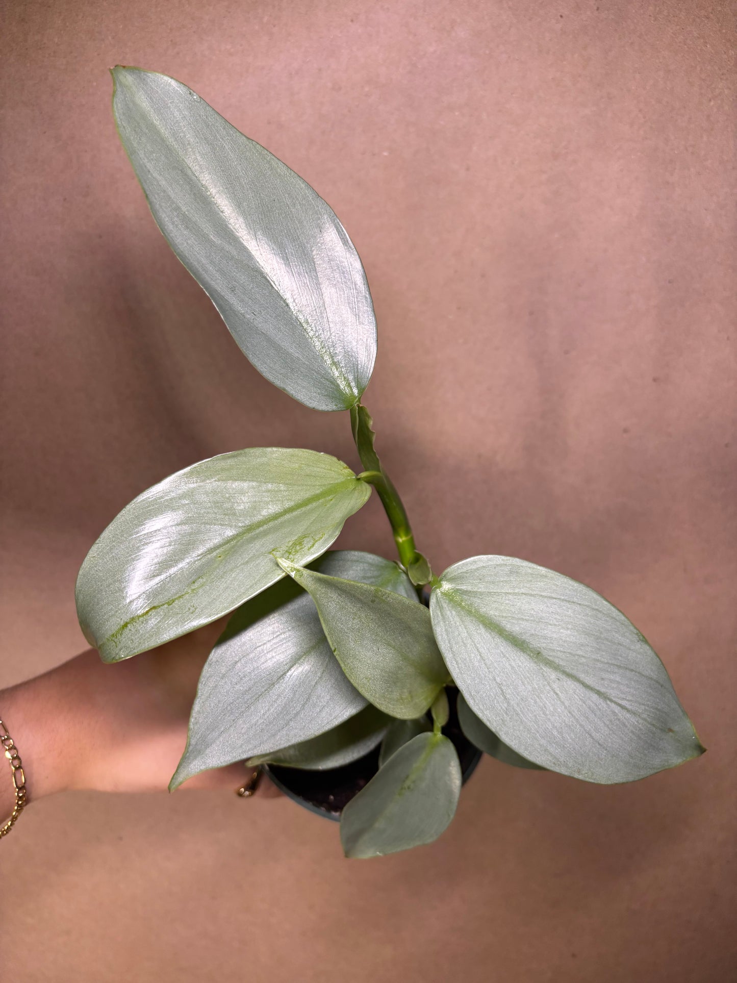 Philodendron Silver Sword