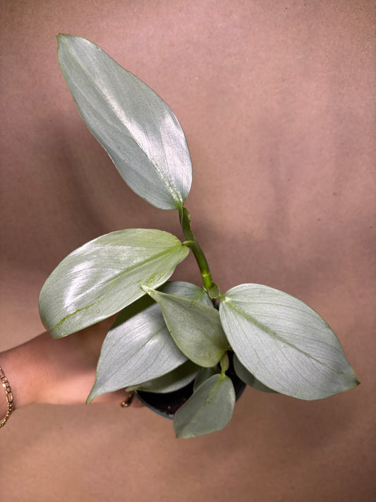 Philodendron Silver Sword