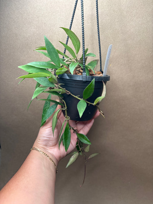 Hoya Mirabilis 4” Hanging Basket
