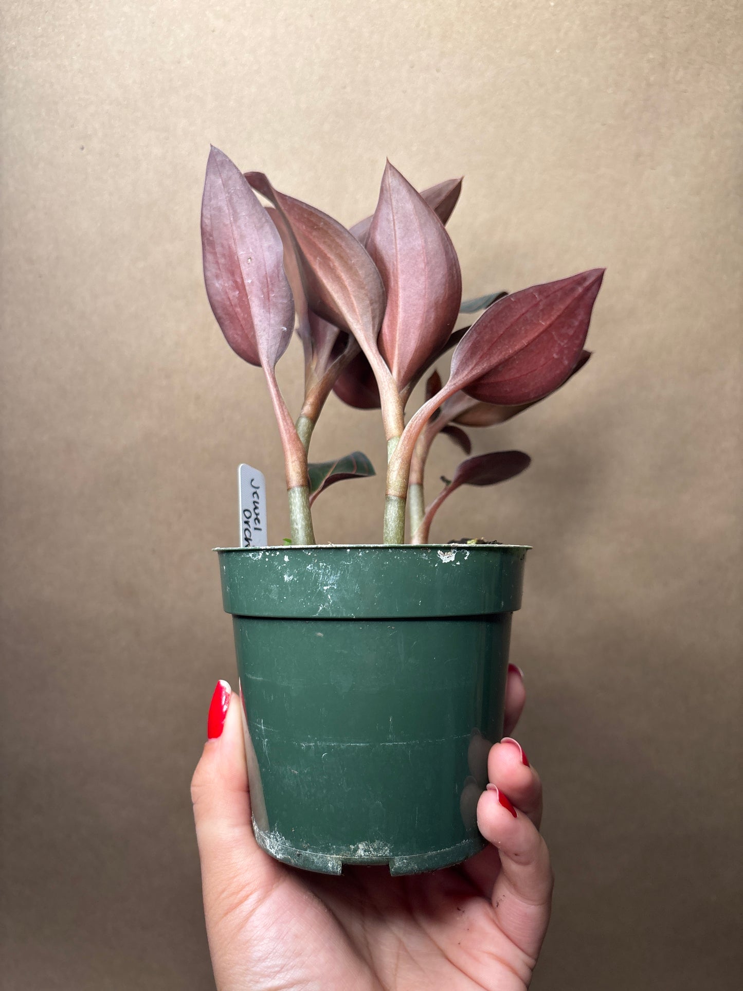 Ludisia discolor Jewel Orchid