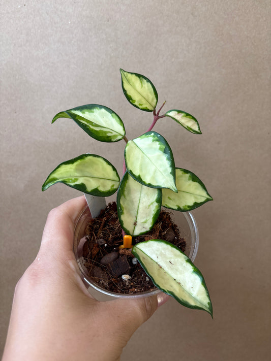 Hoya Carnosa Inner-Variegated
