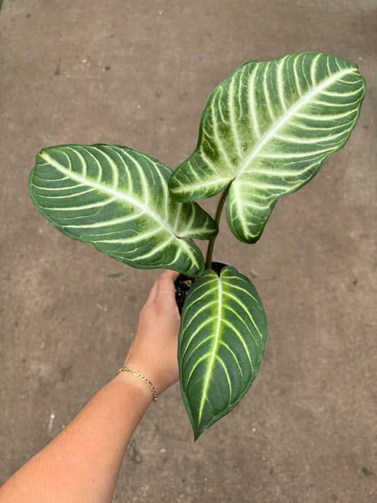 Xanthosoma Lindenii