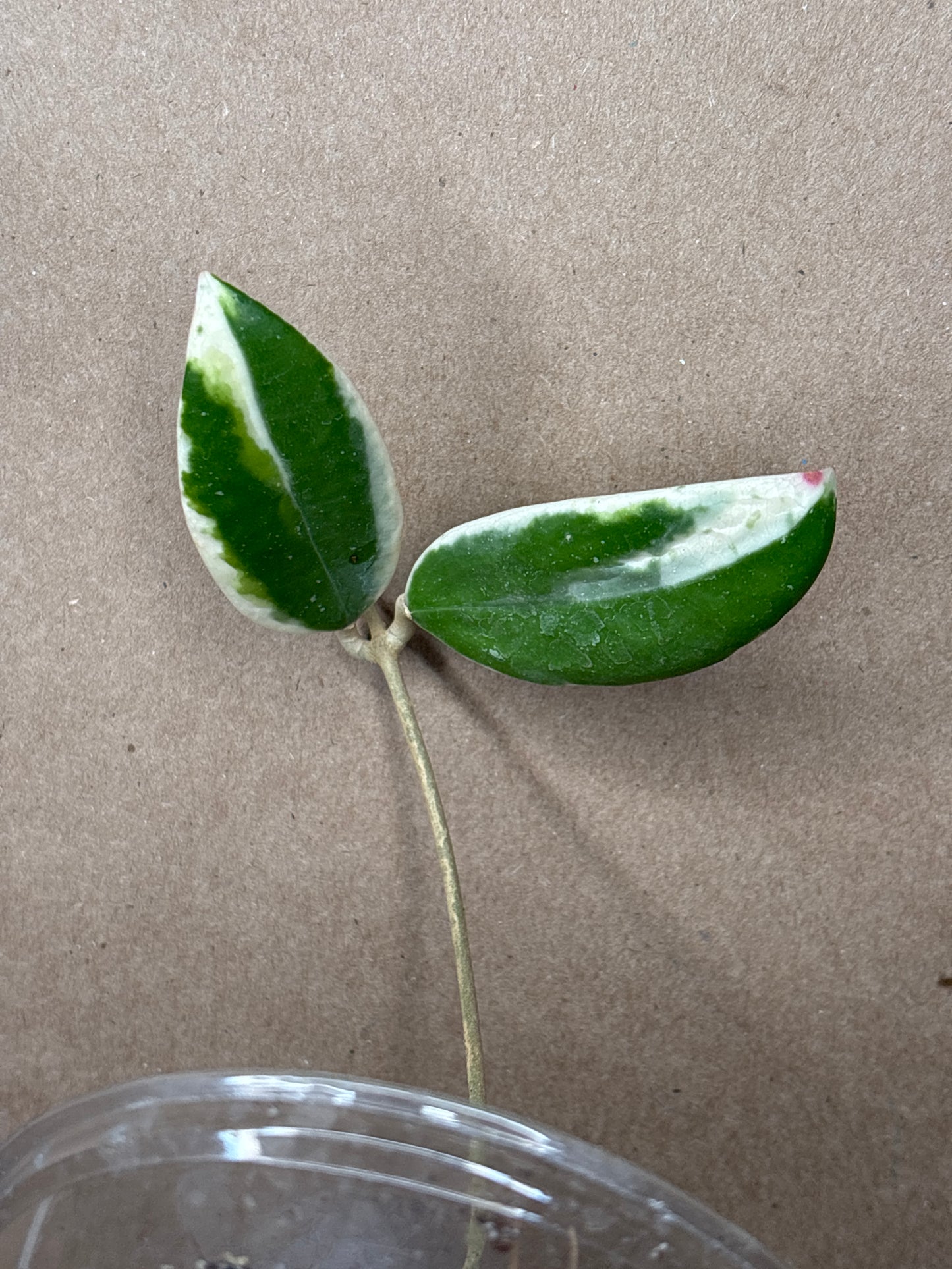 Hoya acuta outer variegated