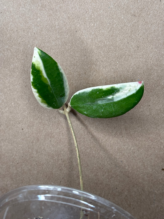 Hoya acuta outer variegated