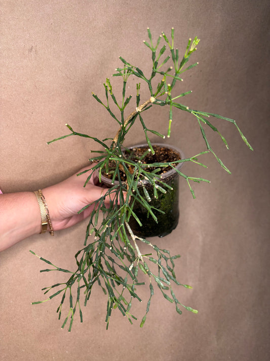 Rhipsalis Dancing Bones