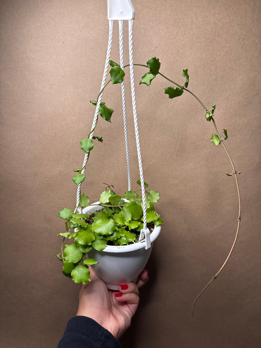 Hoya endauensis