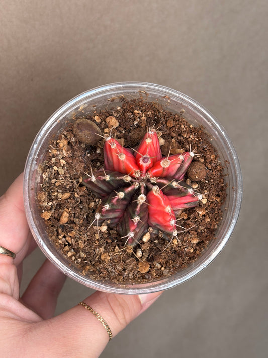 Gymnocalycium mihanovichii variegated