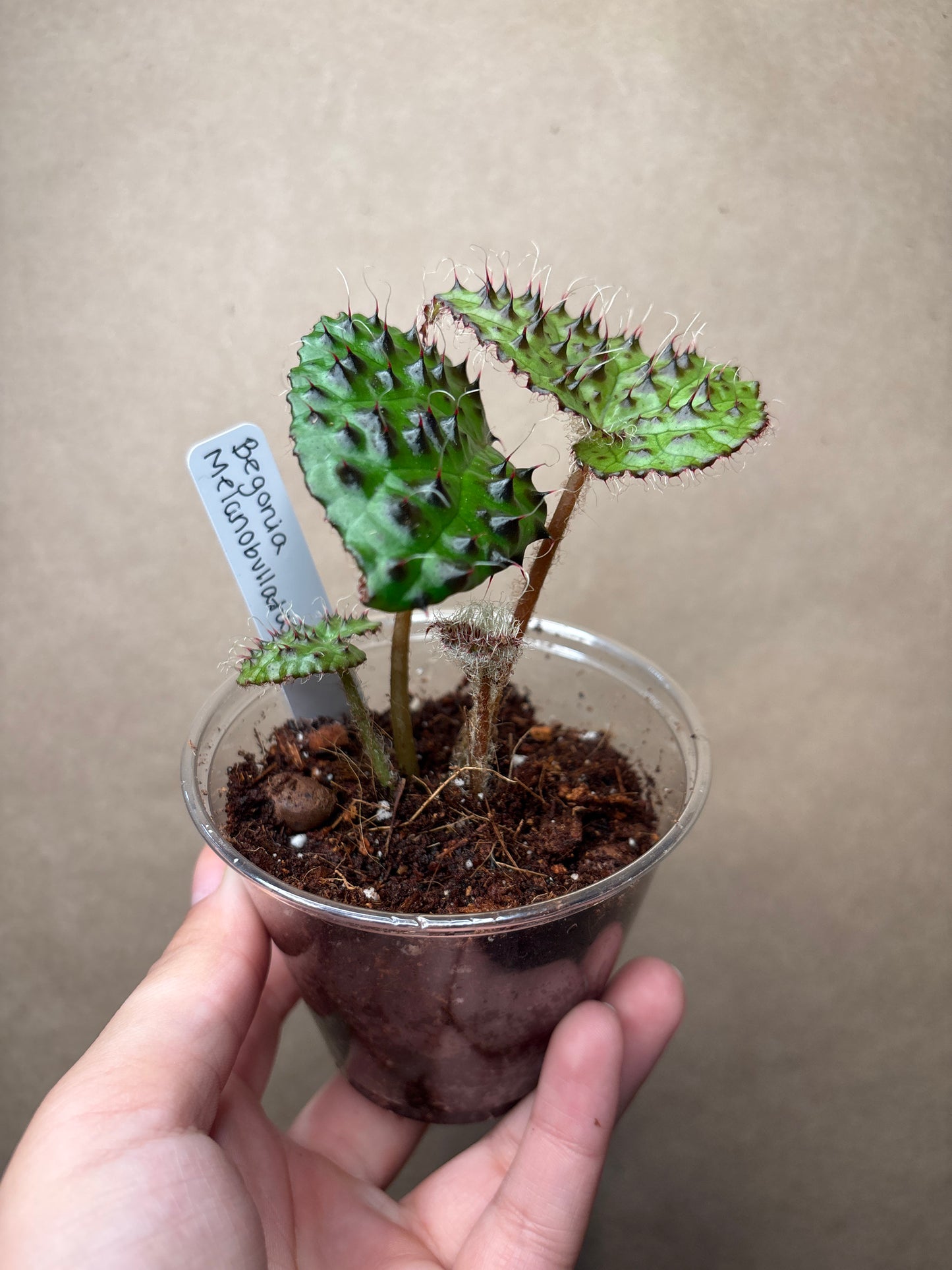 Begonia Melanobullata