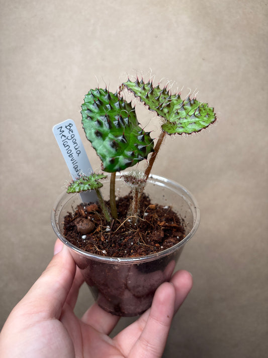 Begonia Melanobullata