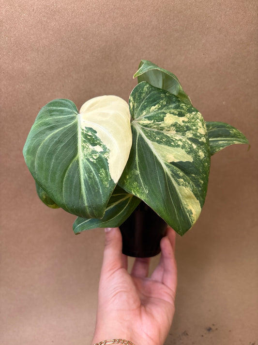 Philodendron Gloriosum Variegated