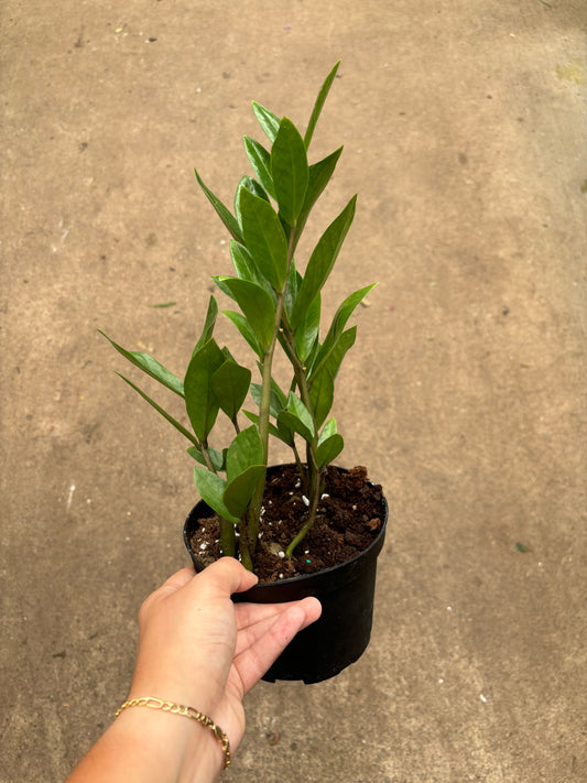 ZZ Plant