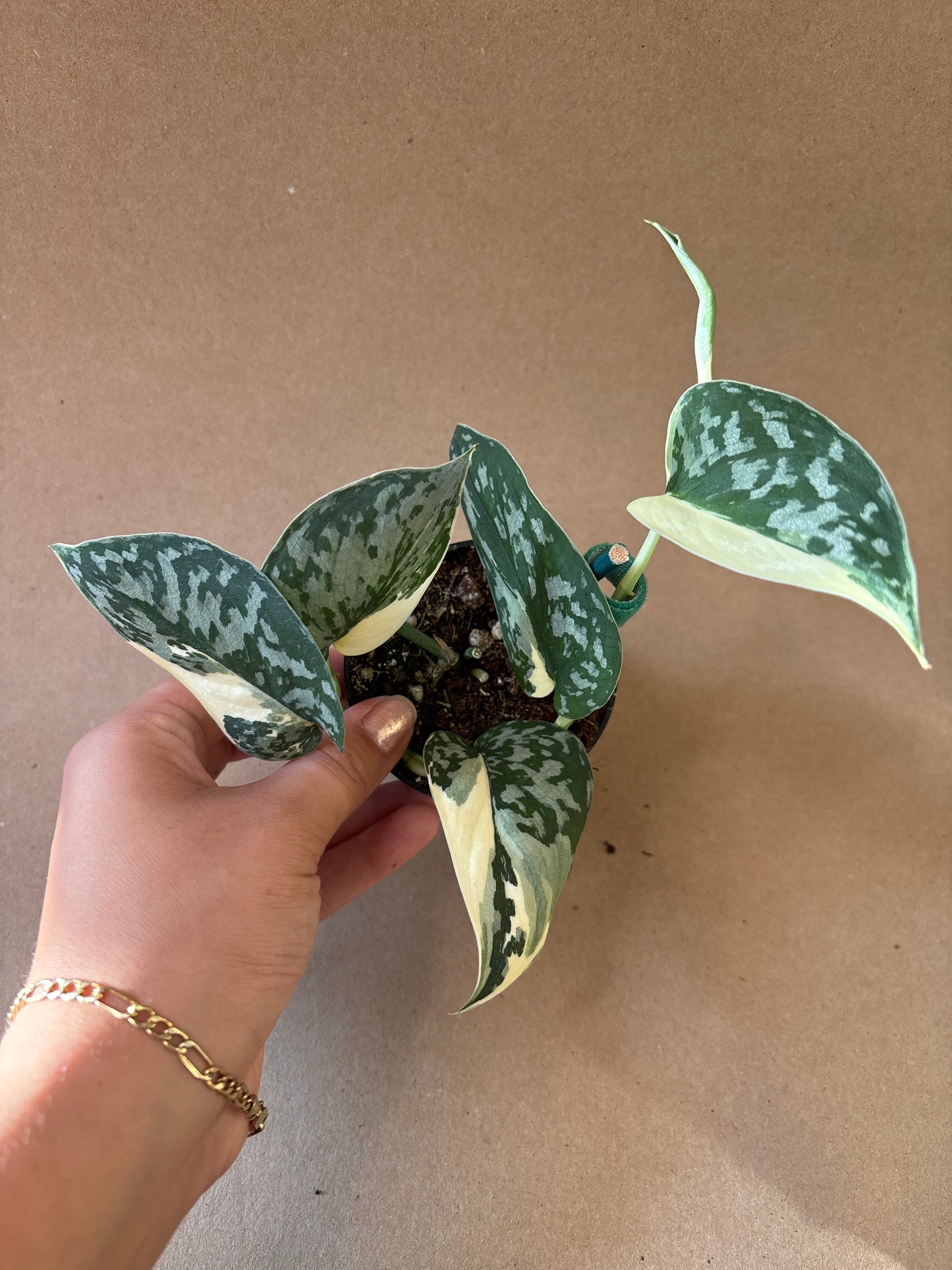 Scindapsus ‘Mariposa’ 3”