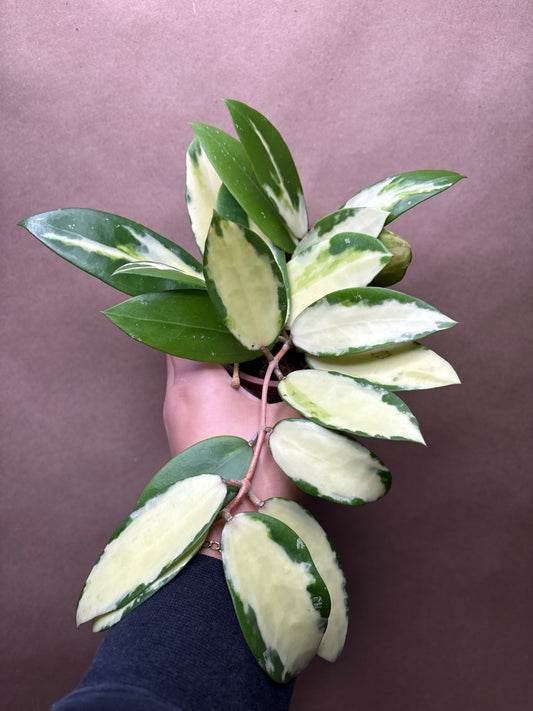 Hoya acuta inner variegated