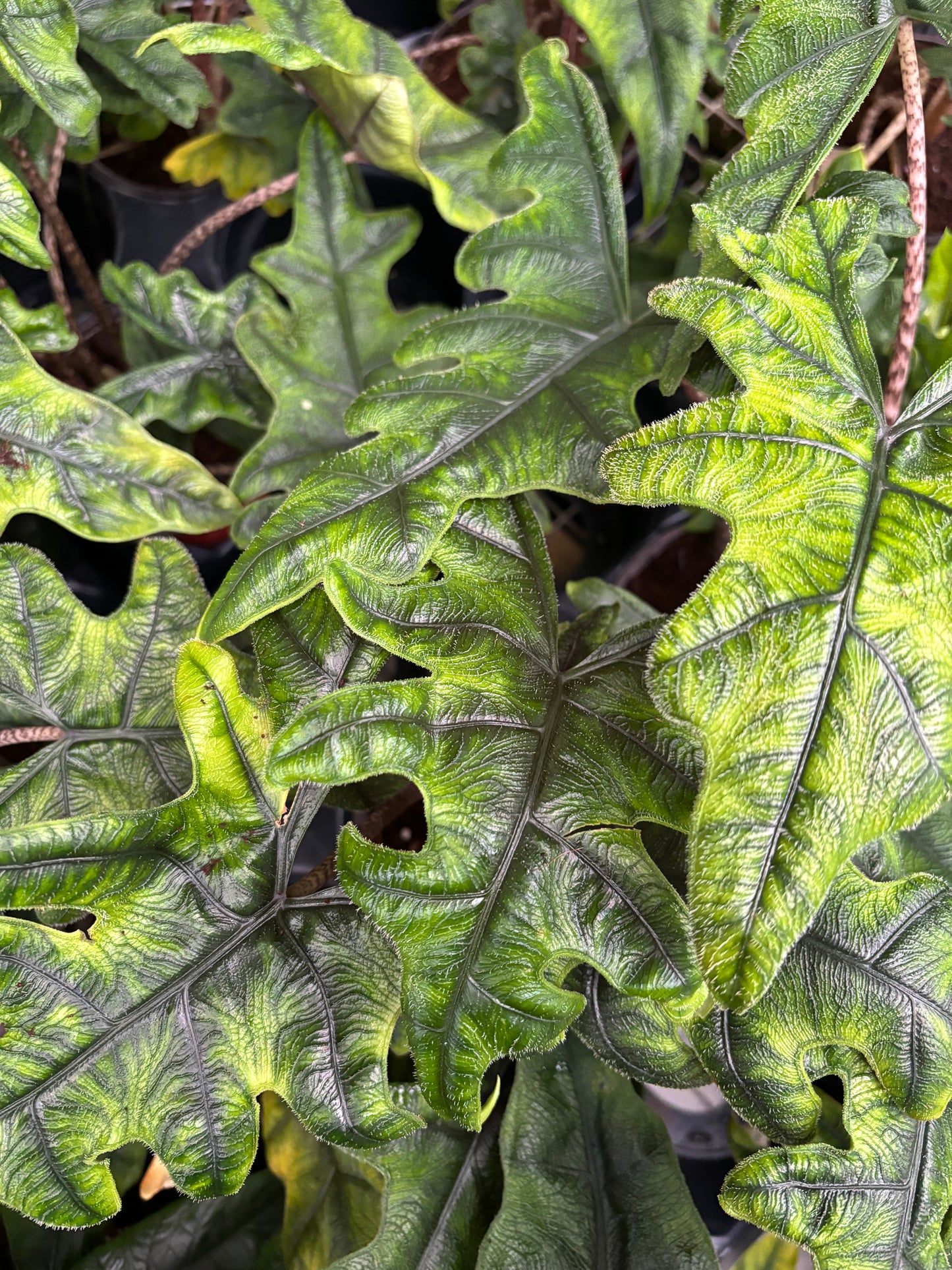 Alocasia Jacklyn