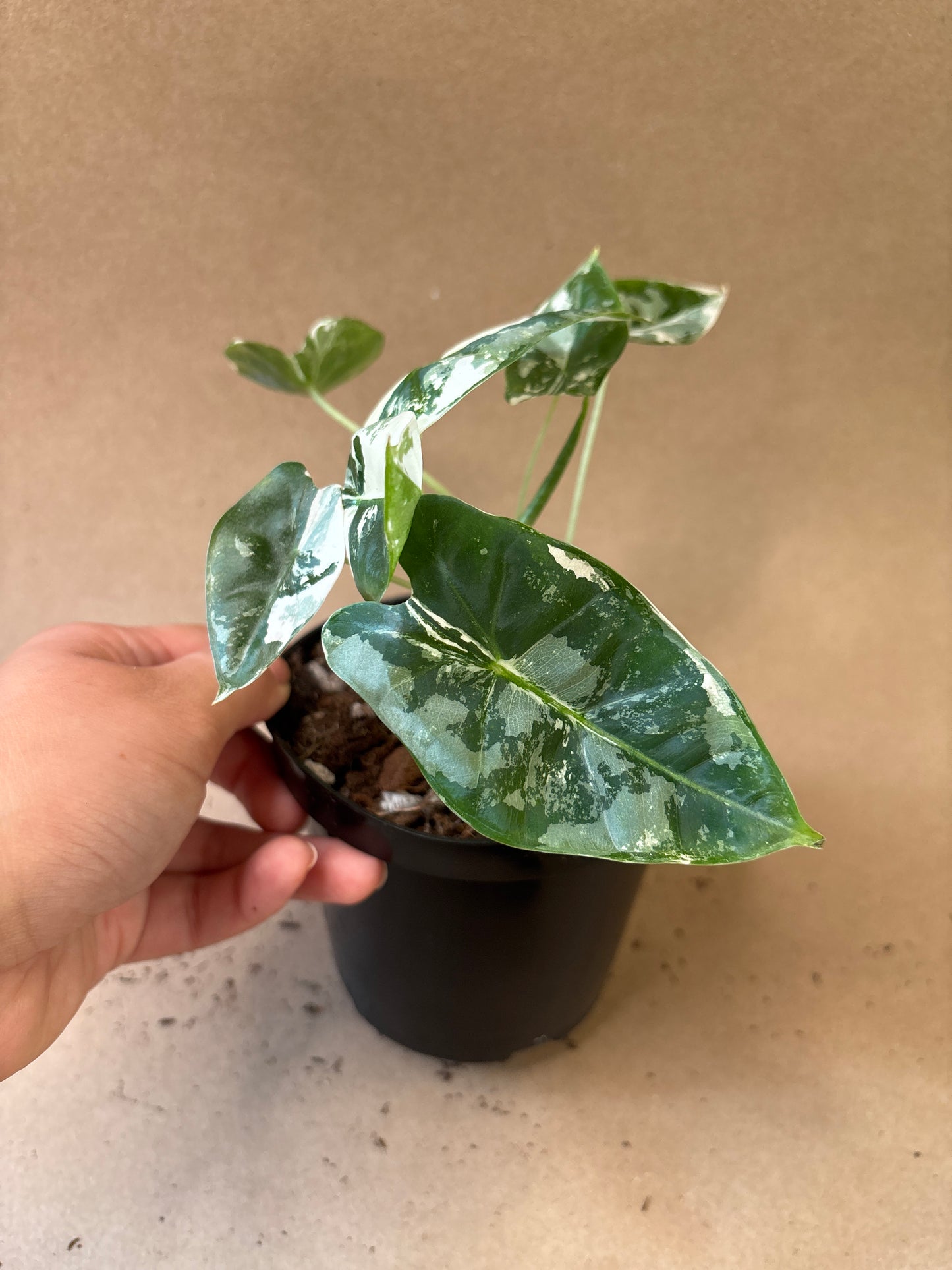 Alocasia ‘Frydek’ Variegated 4”