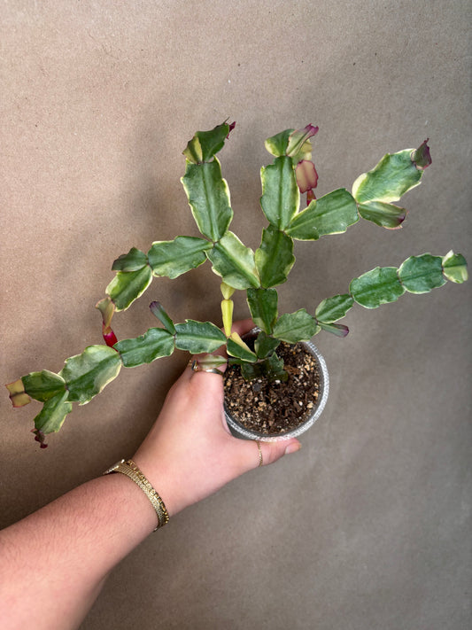 Variegated Thanksgiving Cactus