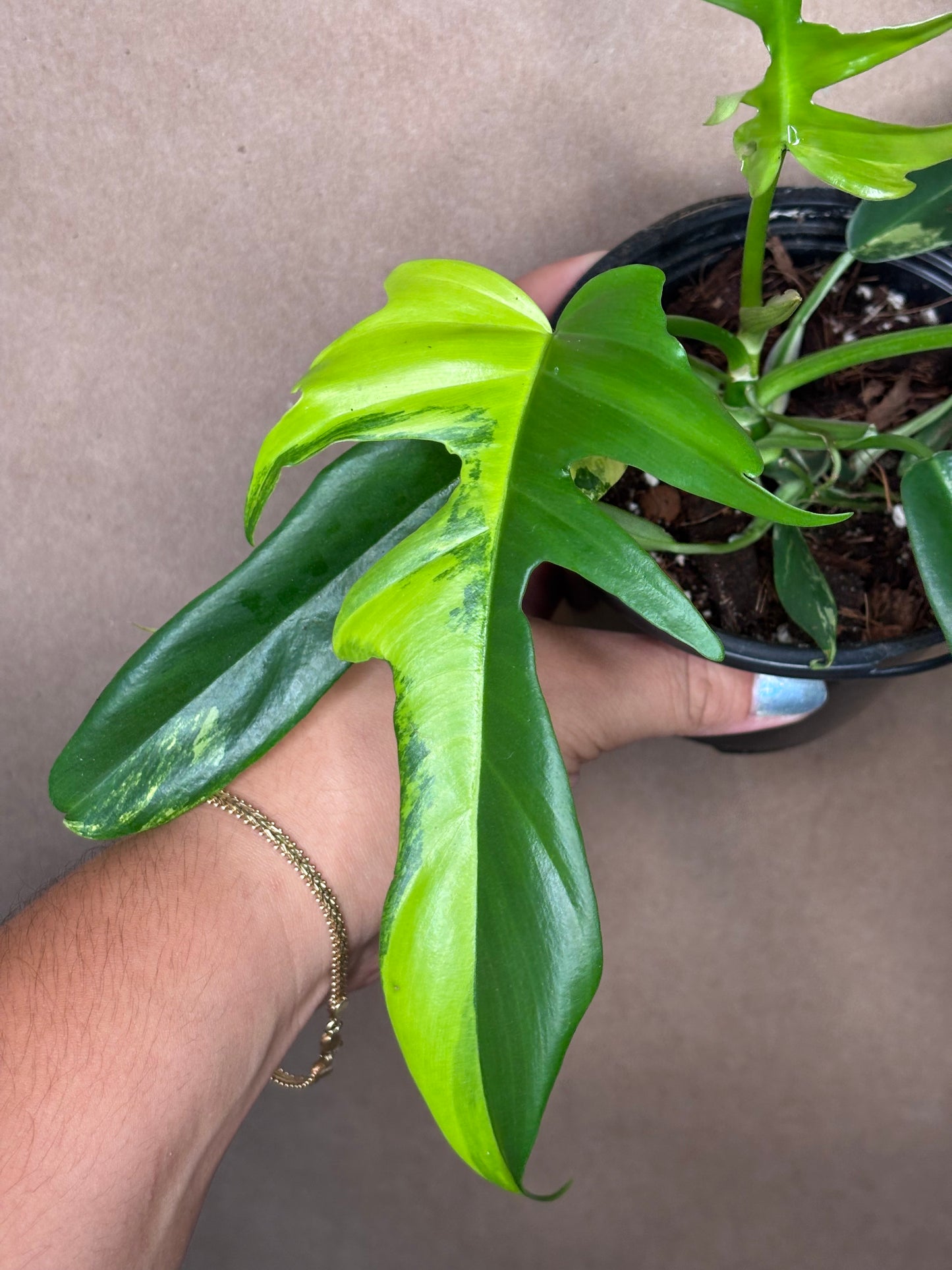 Philodendron ‘Florida Beauty’ x Tortum