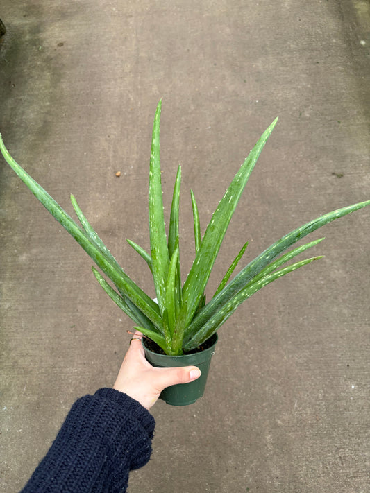 Aloe Plant
