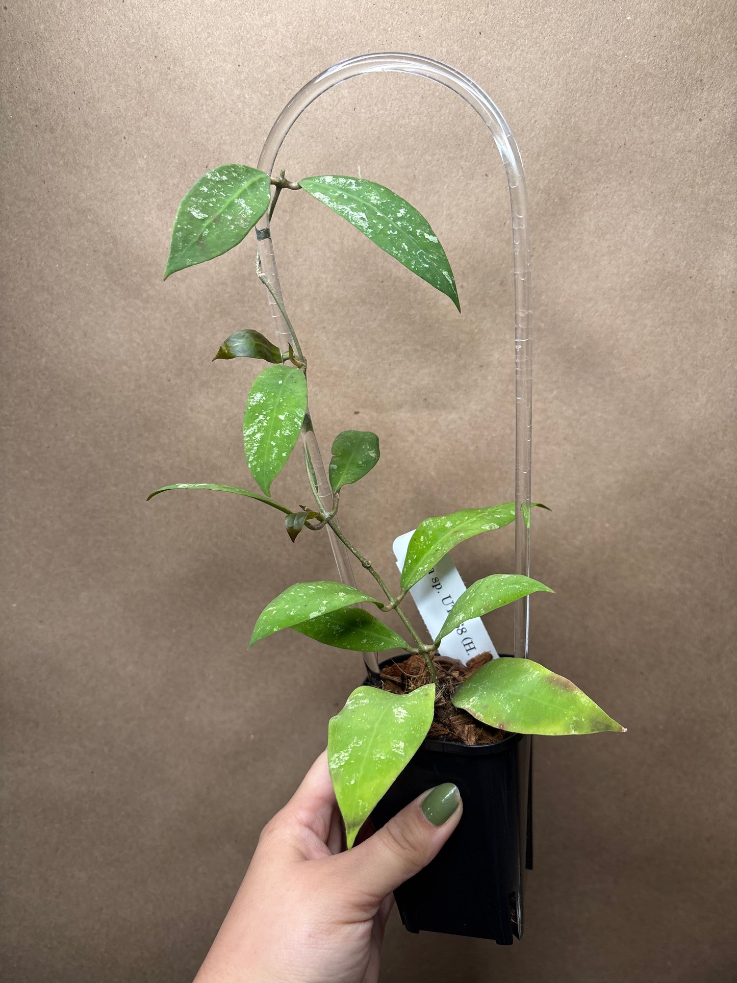 Hoya sp. UT 168 (H. ruthiae)