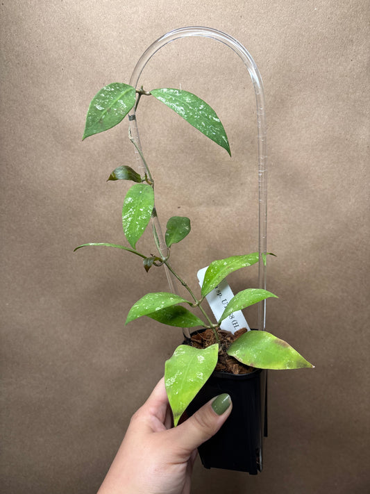 Hoya sp. UT 168 (H. ruthiae)