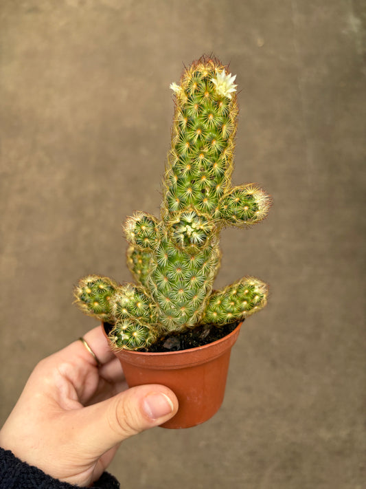 Cactus lady fingers