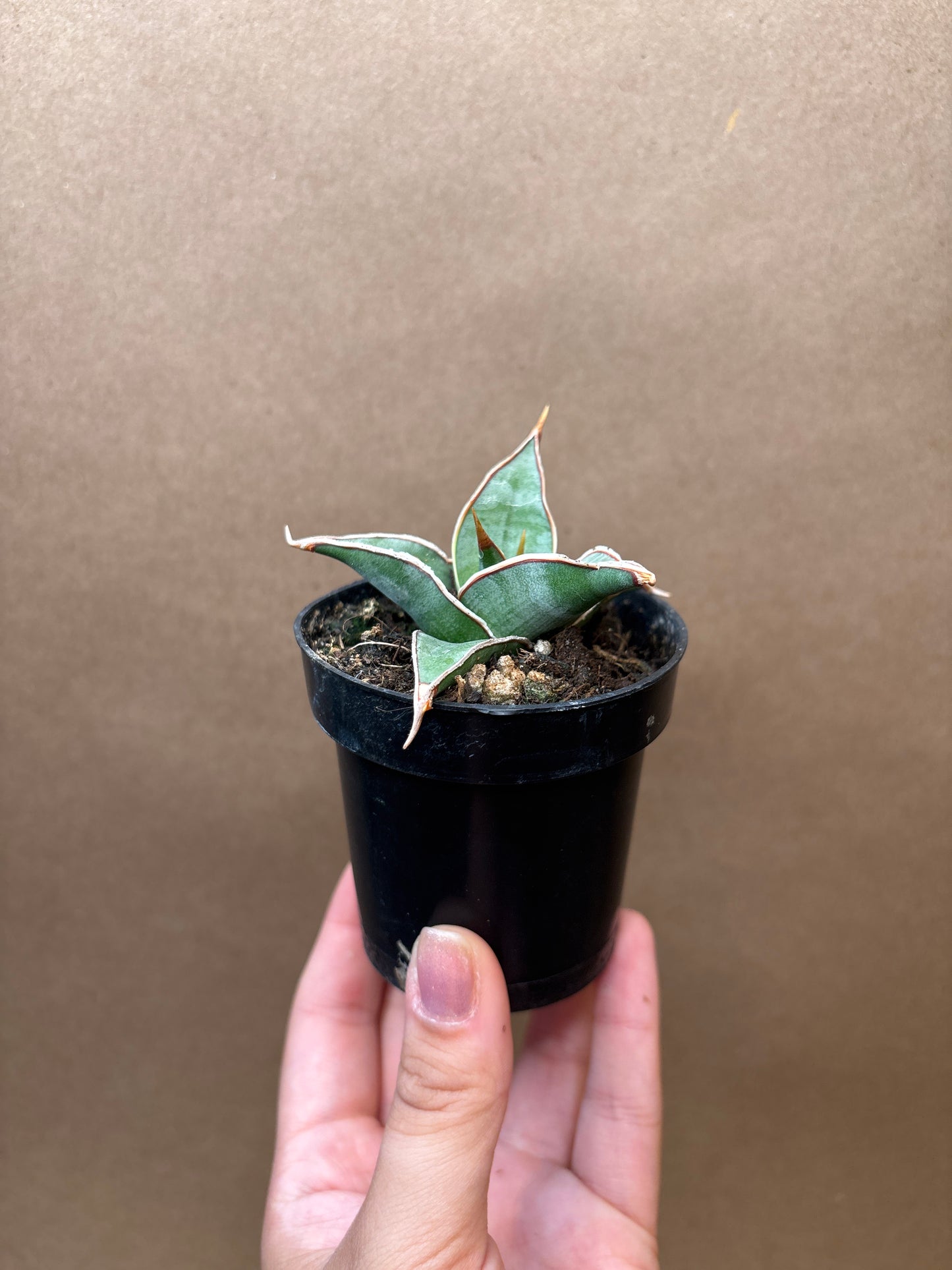 Sansevieria Pinguicola