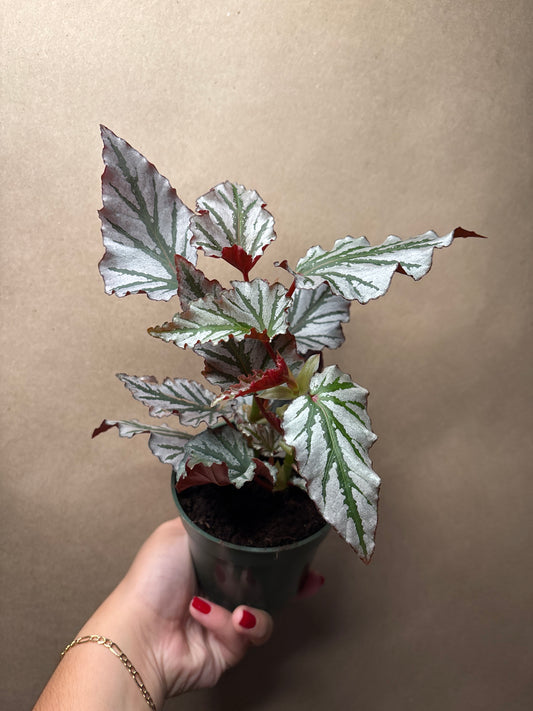 Begonia Krismet