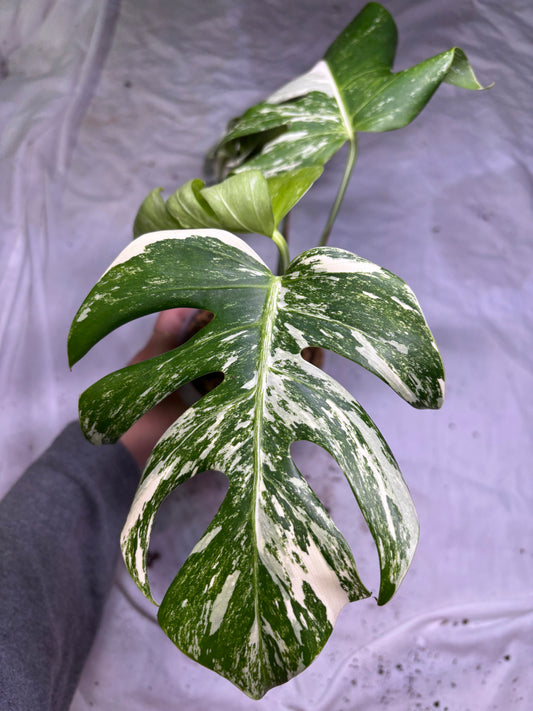 Monstera Deliciosa Albo