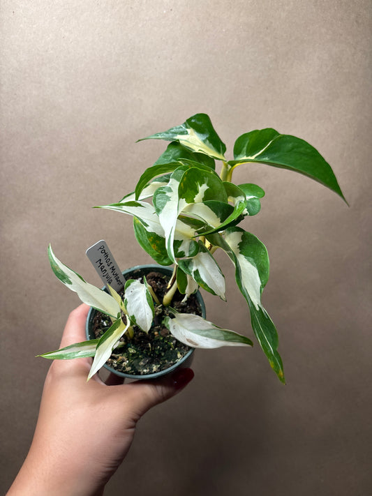 Pothos manjula mutant