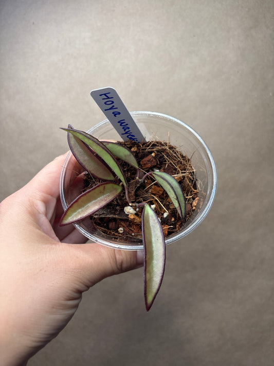 Hoya wayetii