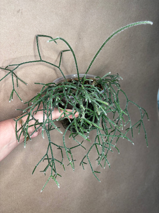 Rhipsalis pilocarpa (Hairy Stemmed)
