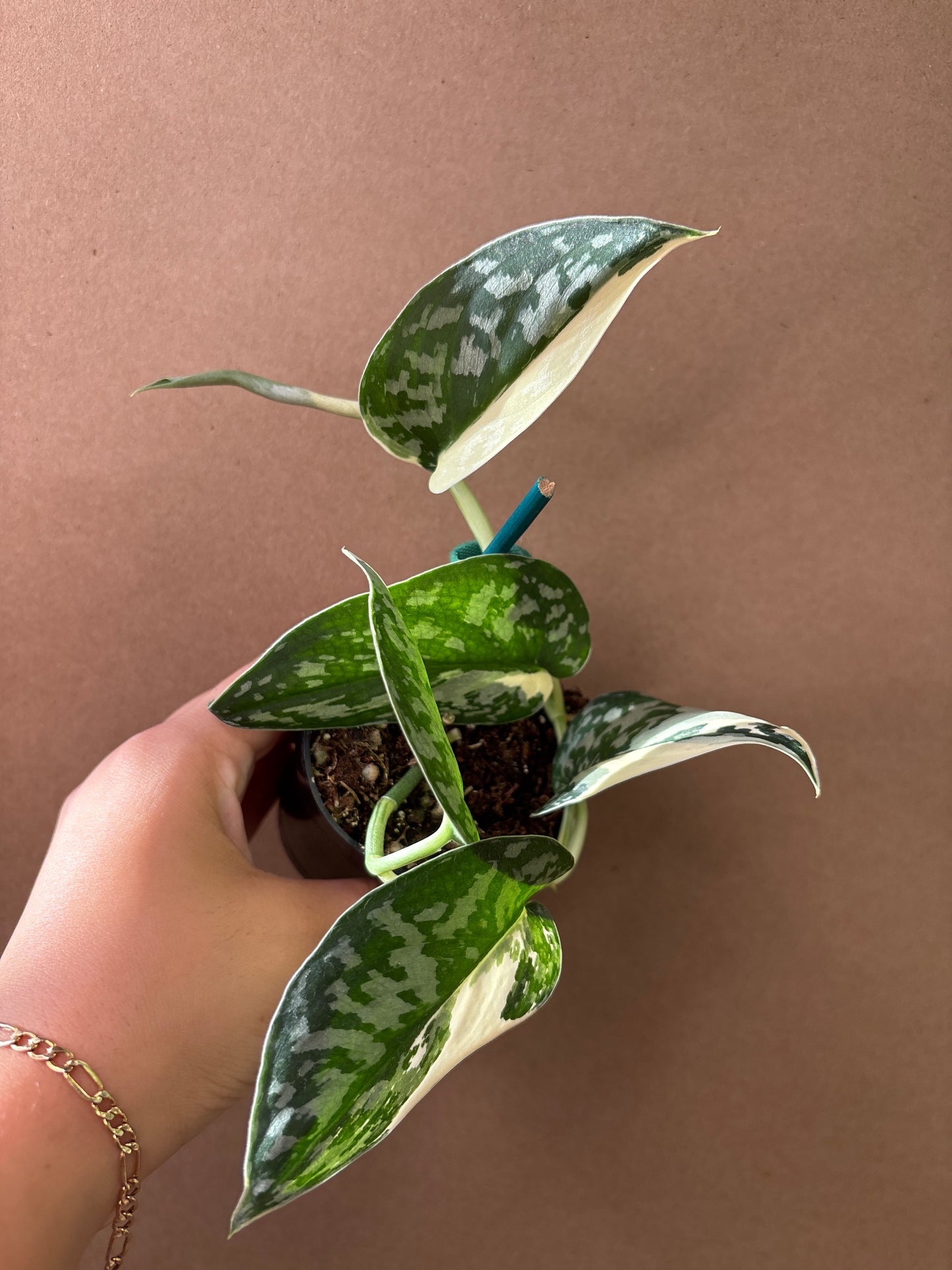 Scindapsus ‘Mariposa’ 3”