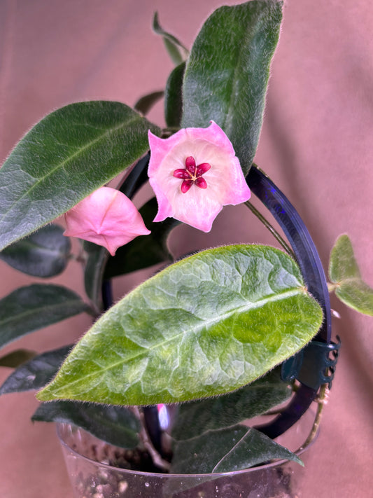 Hoya Patella Pink