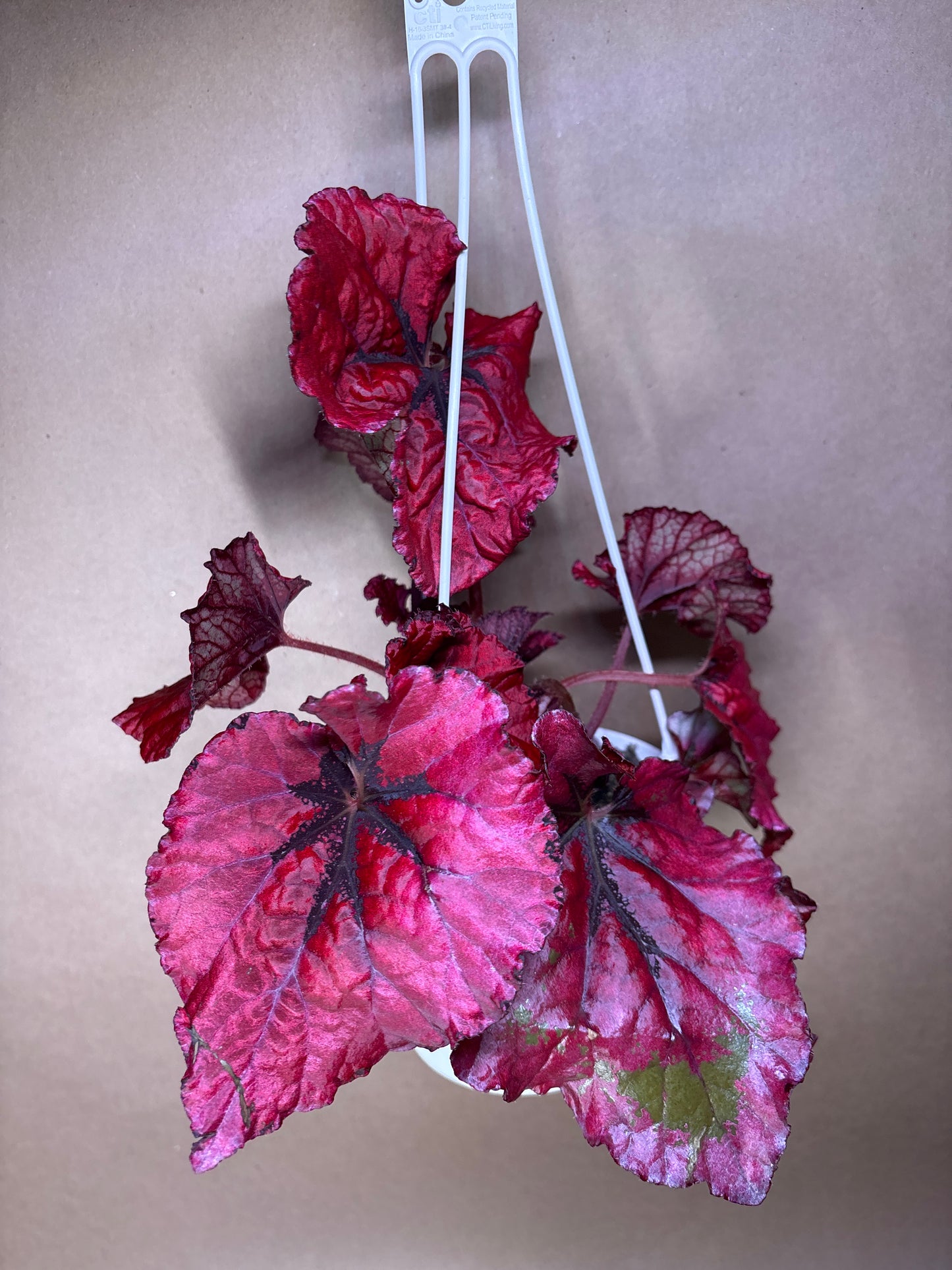 Begonia Rex Heartbeat