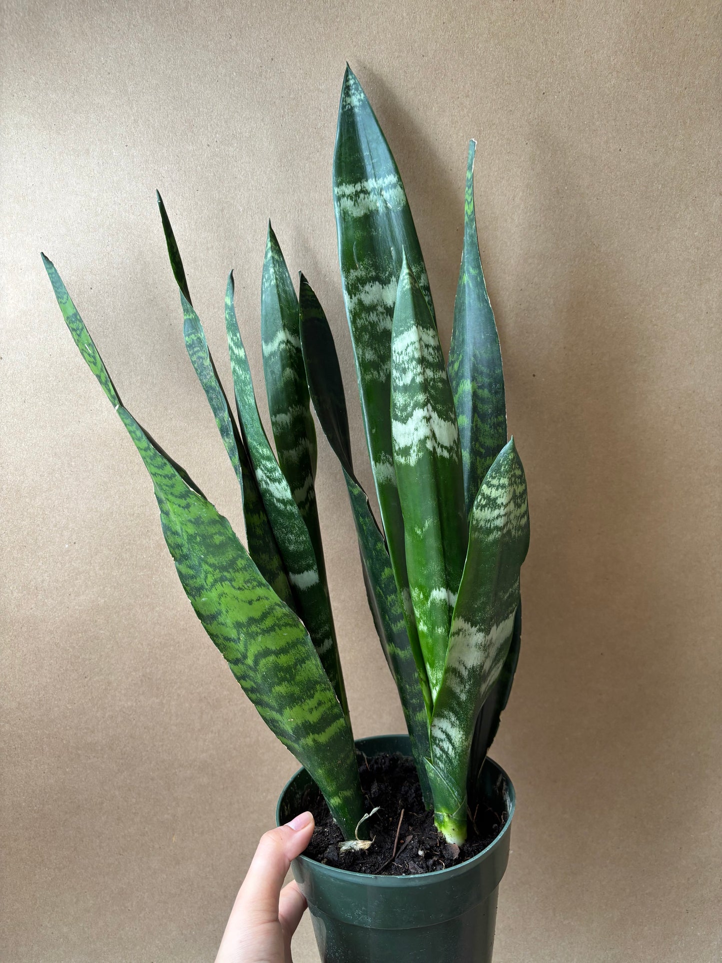 Black Coral Snake Plant