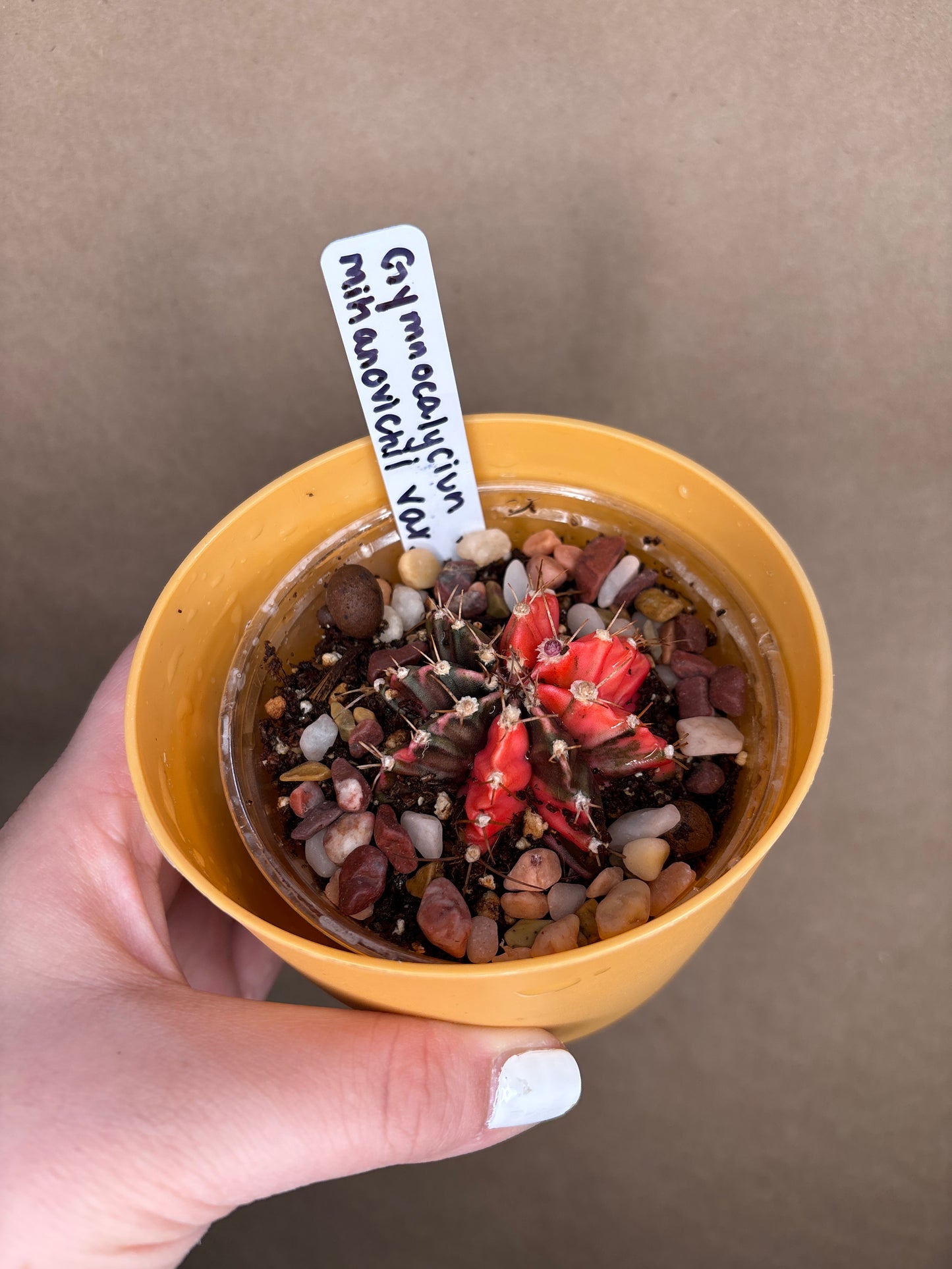 Gymnocalycium mihanovichii variegated