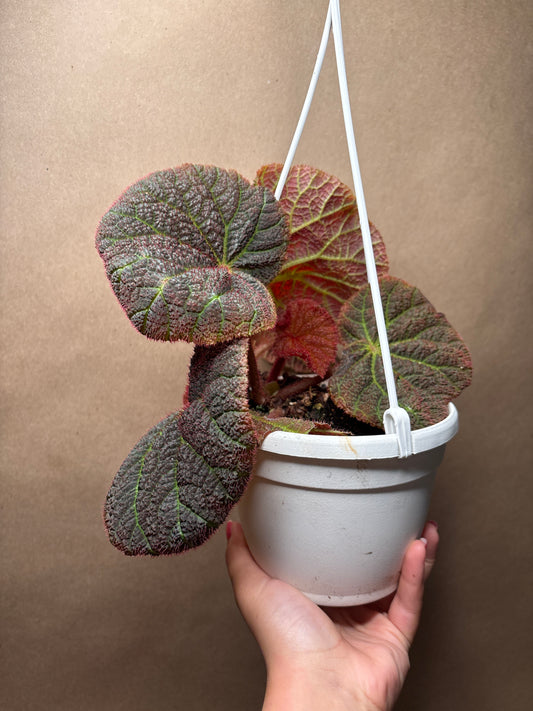 Begonia Chloroneura x Kui