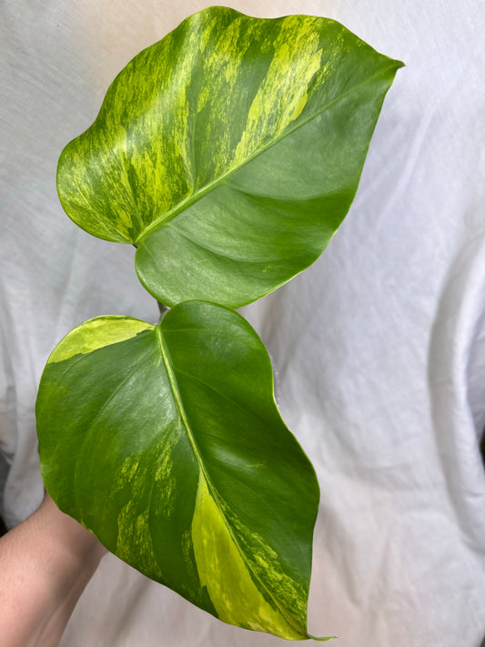 Monstera Deliciosa Aurea (Small Form)