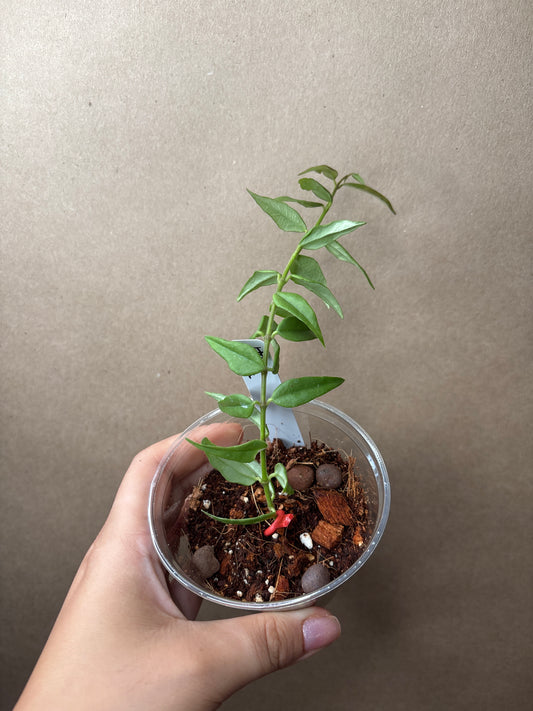 Hoya Bella