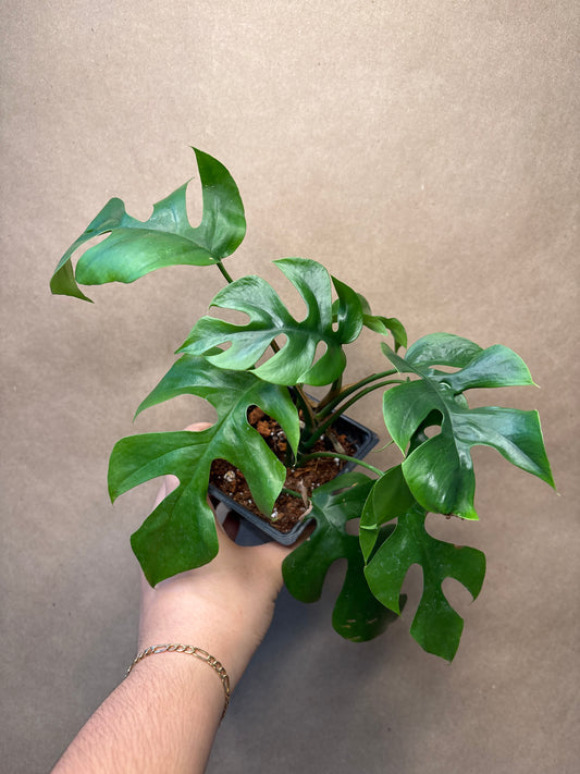 Rhaphidophora Tetrasperma