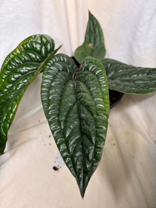 Anthurium Radicans x Luxurians