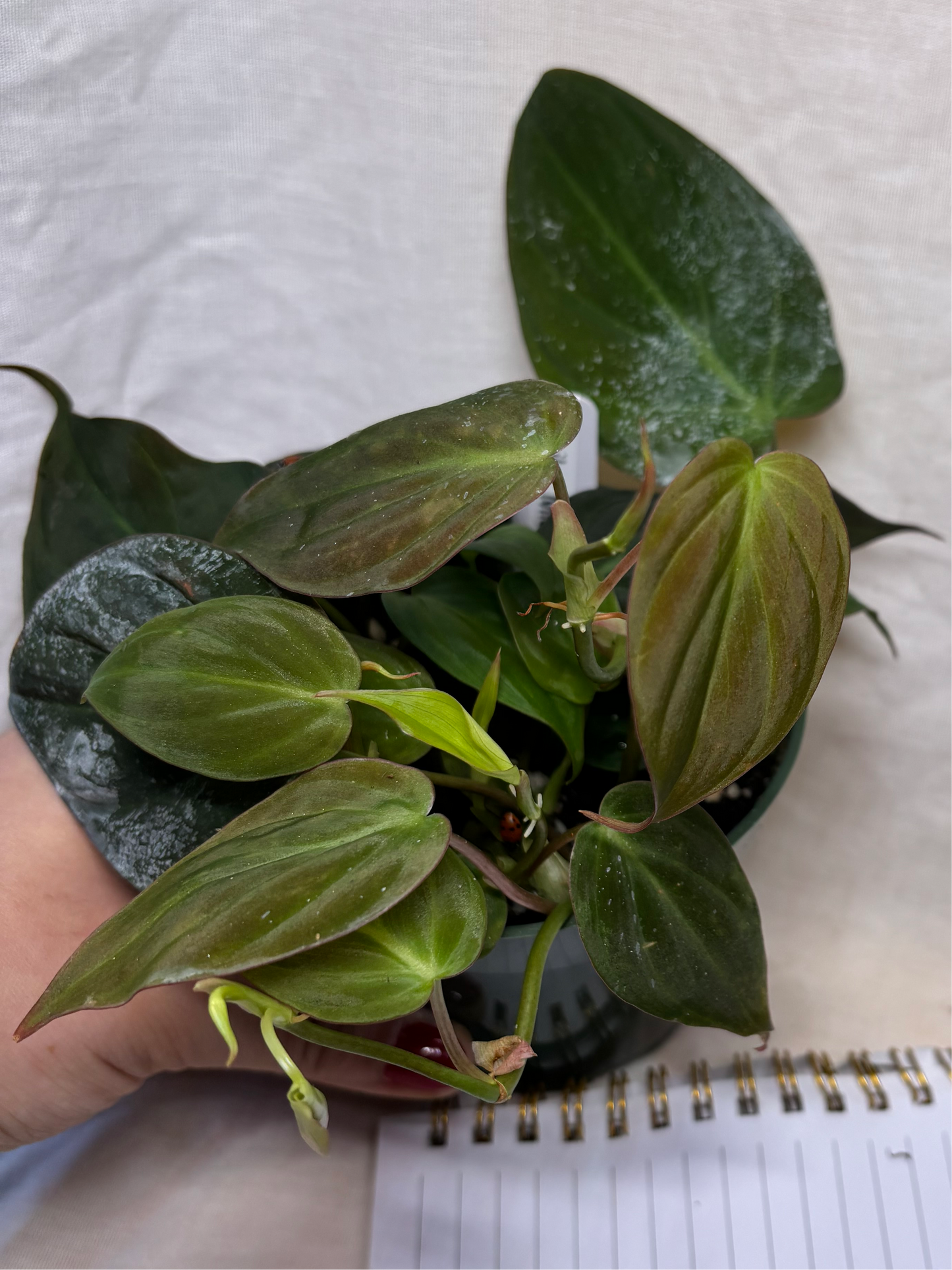 Philodendron Micans