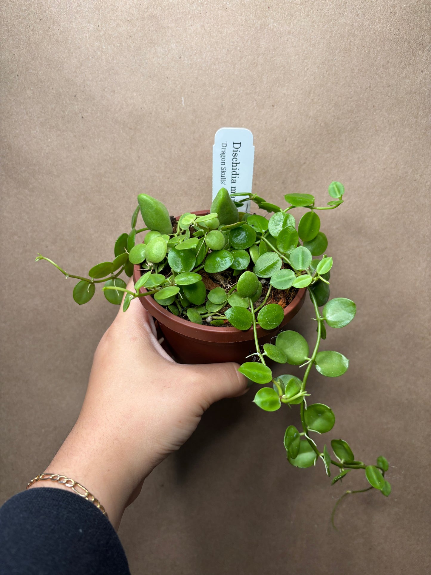 Dischidia major ‘dragon skull’