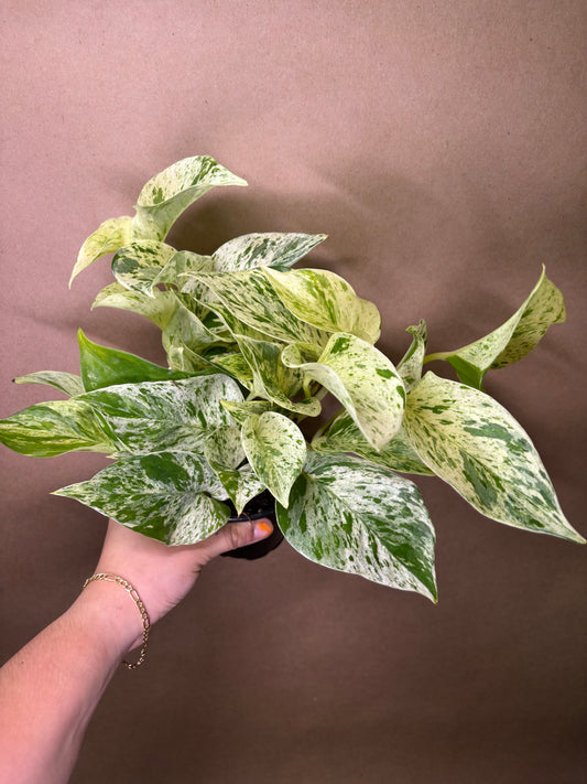 Marble Queen Pothos
