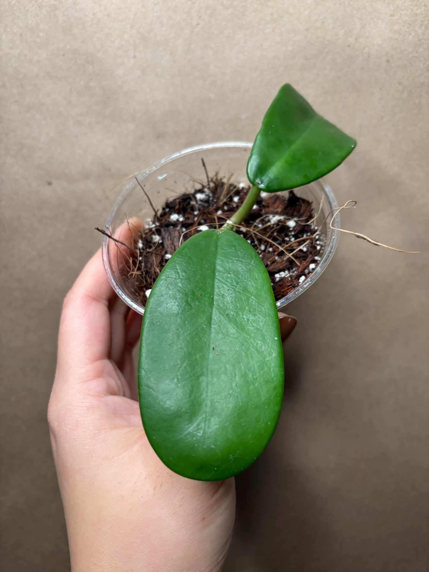 Hoya Meliflua