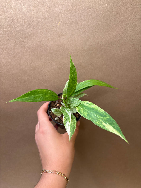 Anthurium Vittarifolium Variegated 3”
