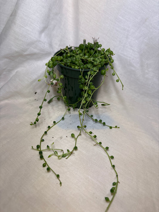 String of Pearls