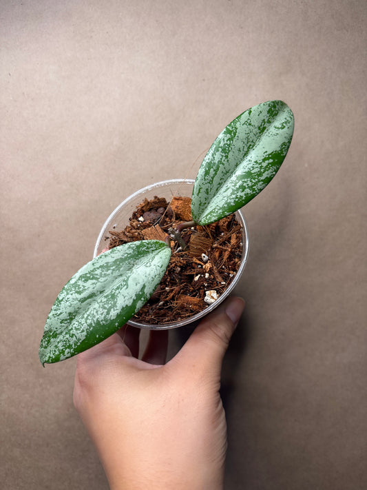 Hoya pubicalyx pink silver ghost