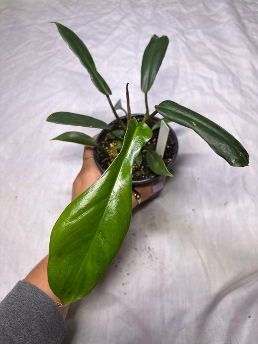Philodendron Joepii